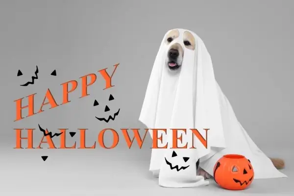 Happy Halloween from easyloanfunder.com